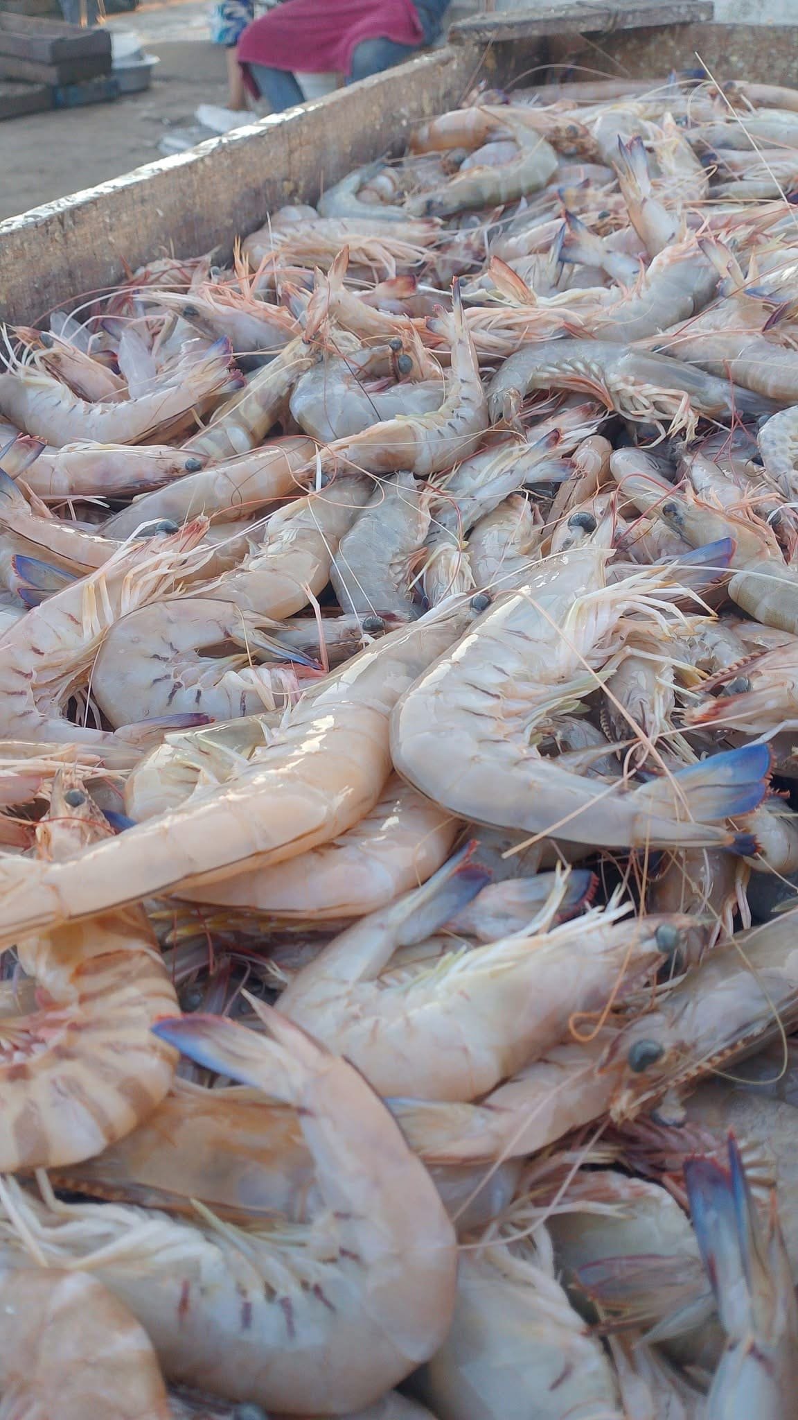 Fishing vessels unloading catch